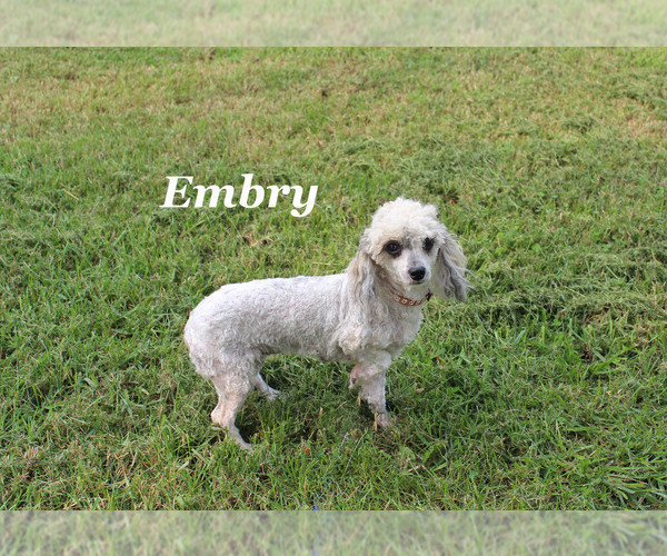 Medium Photo #22 Poodle (Miniature) Puppy For Sale in CHANUTE, KS, USA