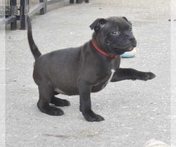 Medium Photo #1 Staffordshire Bull Terrier Puppy For Sale in CHALMETTE, LA, USA