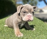 Small #1 English Bulldog