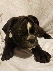 Medium Olde English Bulldogge