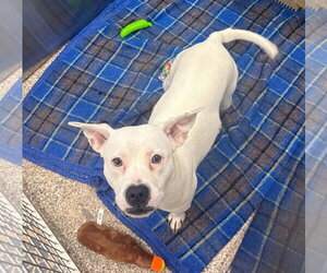 Mutt Dogs for adoption in Martinsburg, WV, USA