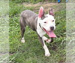 Small #1 American Pit Bull Terrier