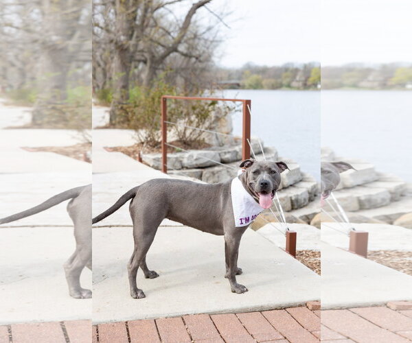 Medium Photo #9 Mutt Puppy For Sale in Crete, IL, USA