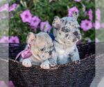 Small #1 French Bulldog