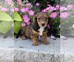 Small #2 Dachshund