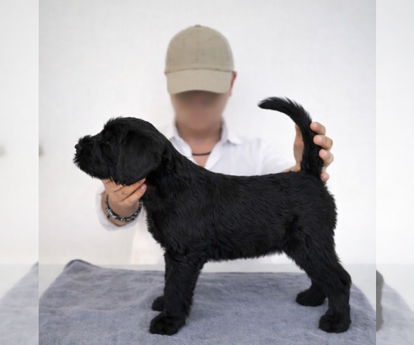 Medium Photo #1 Schnauzer (Giant) Puppy For Sale in Guimaraes, Braga, Portugal