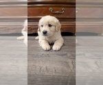 Small #6 Golden Retriever