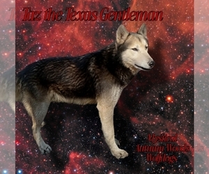 Father of the Wolf Hybrid puppies born on 02/20/2025