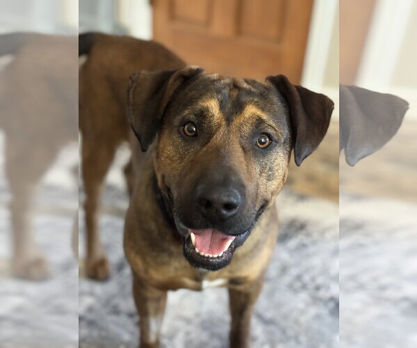 Medium Photo #3 Mutt Puppy For Sale in Fenton, MO, USA