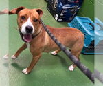 Small #4 Beagle Mix