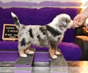 Miniature Australian Shepherd Puppy for sale in SPRINGTOWN, TX, USA