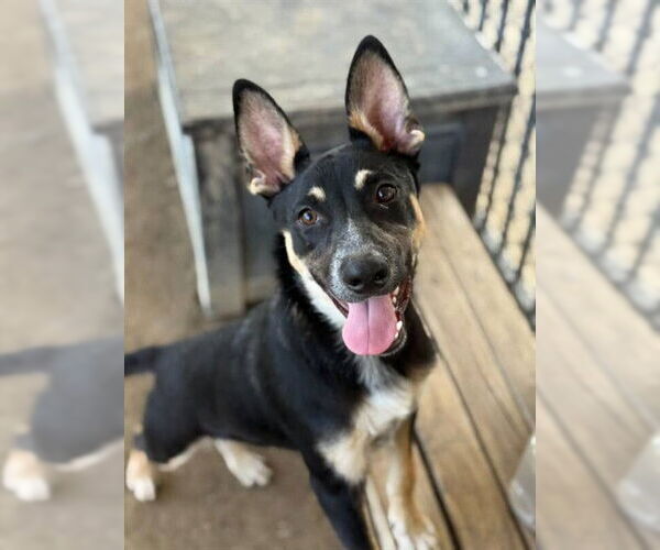 Medium Photo #1 German Shepherd Dog Puppy For Sale in Riverside, CA, USA