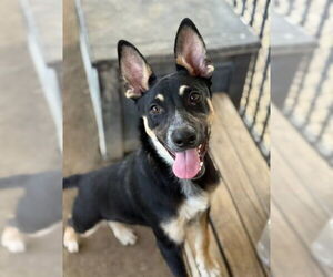 German Shepherd Dog Dogs for adoption in Riverside, CA, USA