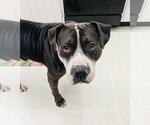 Small #17 American Bulldog-Staffordshire Bull Terrier Mix