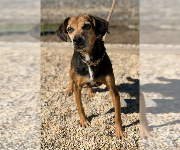 Medium Photo #3 Beagle-Unknown Mix Puppy For Sale in Las Vegas, NV, USA