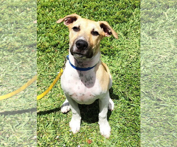 Medium Photo #3 Beagle-Unknown Mix Puppy For Sale in Royal Palm Beach, FL, USA