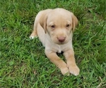 Small Photo #1 Labrador Retriever Puppy For Sale in SALISBURY, PA, USA