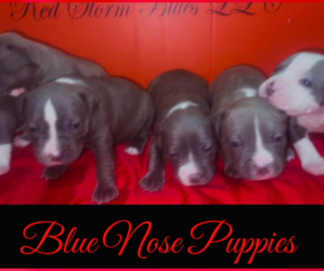 American Pit Bull Terrier Litter for sale in TRENTON, NJ, USA