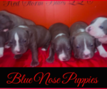 Image preview for Ad Listing. Nickname: Litter of 6