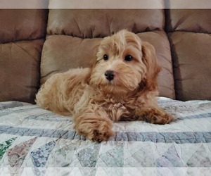 Maltipoo Puppy for sale in GOODYEAR, AZ, USA
