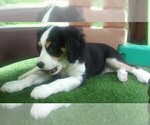 Small Photo #58 Australian Shepherd-Cavalier King Charles Spaniel Mix Puppy For Sale in HOWLAND, OH, USA