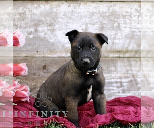 Medium Photo #2 Belgian Malinois Puppy For Sale in RONKS, PA, USA