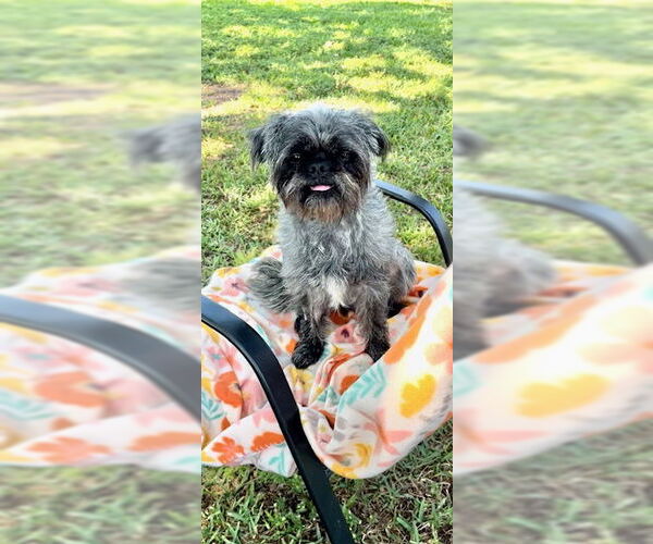 Medium Photo #2 Shih Tzu Puppy For Sale in Weston, FL, USA