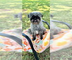 Small #1 Shih Tzu
