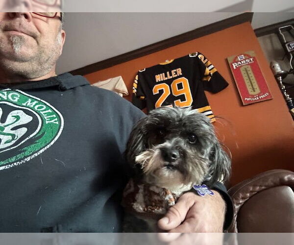 Medium Photo #2 Shih Tzu Puppy For Sale in East Derry, NH, USA