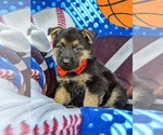 Small Photo #5 German Shepherd Dog Puppy For Sale in ELKTON, MD, USA