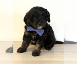 Small #1 Aussiedoodle Miniature -Goldendoodle Mix