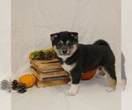 Small Photo #3 Shiba Inu Puppy For Sale in THREE RIVERS, MI, USA
