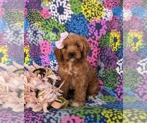 Cavapoo Puppy for sale in QUARRYVILLE, PA, USA