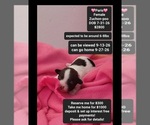 Image preview for Ad Listing. Nickname: Paris