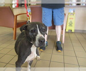 Labrador Retriever Dogs for adoption in Ocala, FL, USA