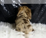 Small #6 Dachshund