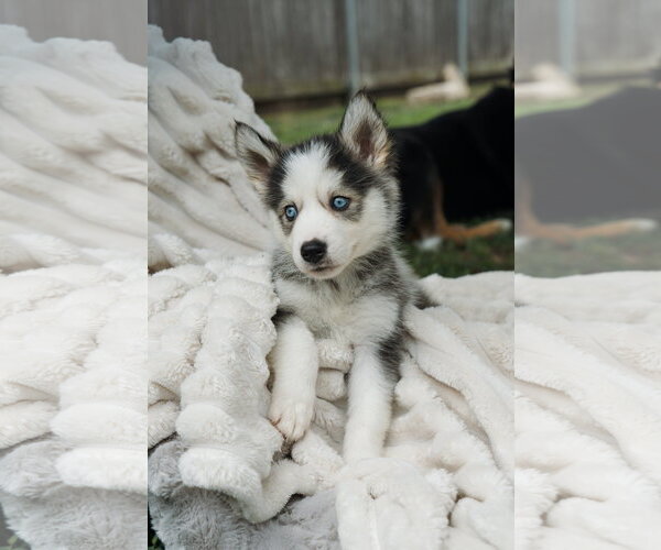 Medium Photo #1 Siberian Husky Puppy For Sale in Carrollton, TX, USA