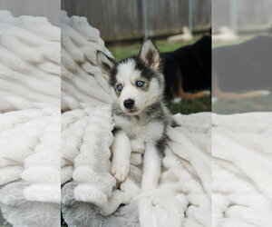 Siberian Husky Dogs for adoption in Carrollton, TX, USA