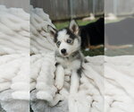 Small Siberian Husky