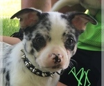 Small Photo #7 French Bullhuahua Puppy For Sale in YPSILANTI, MI, USA