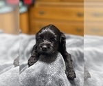 Small Photo #9 Cocker Spaniel Puppy For Sale in GADSDEN, AL, USA