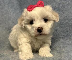 Coton de Tulear Puppy for sale in NEW YORK, NY, USA