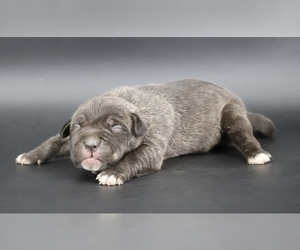 American Bully Puppy for sale in CHAMPAIGN, IL, USA