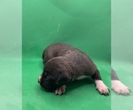 Small Photo #13 American Pit Bull Terrier Puppy For Sale in EAST HAZEL CREST, IL, USA