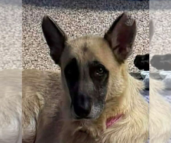 Medium Photo #1 German Shepherd Dog Puppy For Sale in Canton, CT, USA