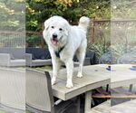 Small #1 Great Pyrenees