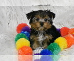 Small #2 Yorkshire Terrier