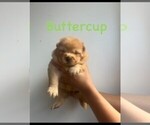 Puppy Buttercup Chow Chow