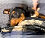 Small #8 Doberman Pinscher Mix