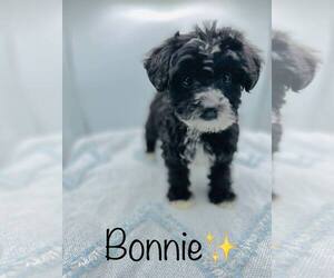YorkiePoo Puppy for sale in ALGOOD, TN, USA